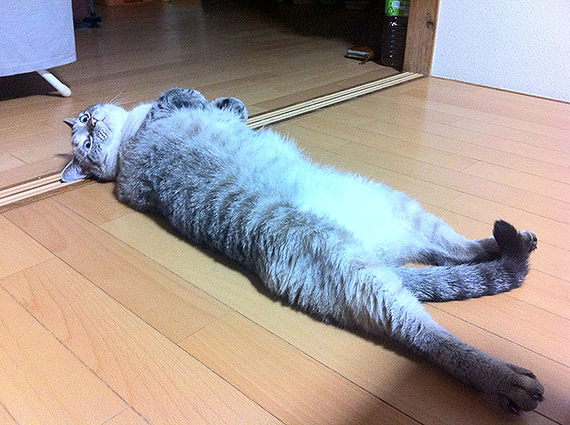 猫