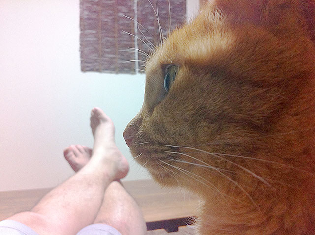 猫