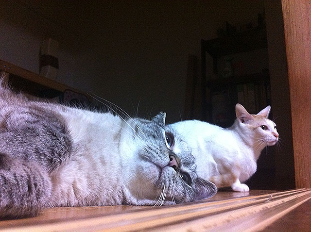 猫