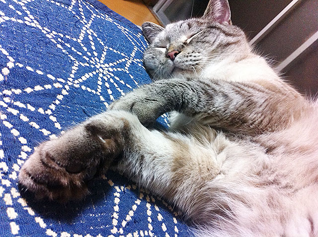 猫