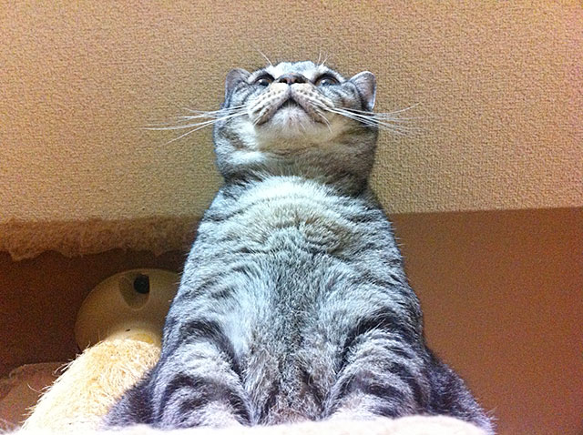 猫