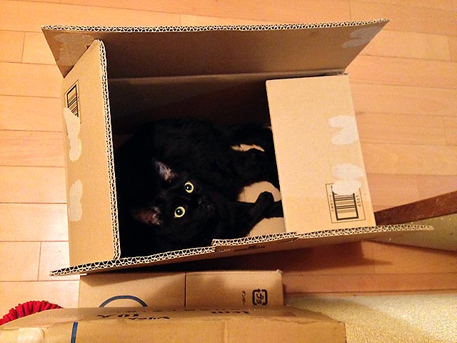 猫