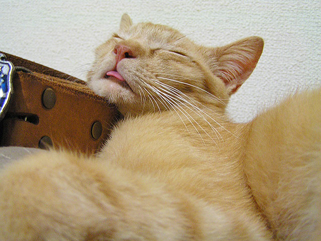 猫