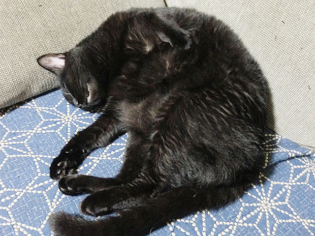 猫