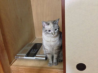 猫トイレの場所は洗面台の下って事で