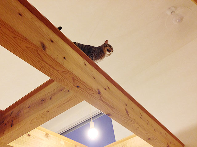 猫