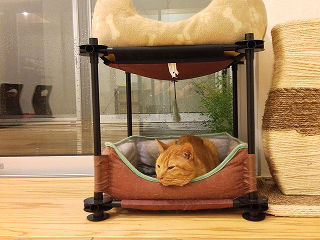猫
