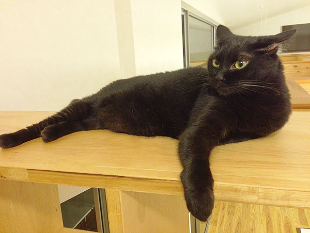 猫