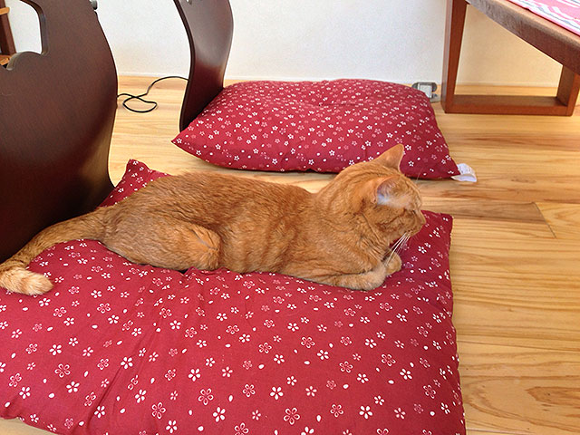 猫