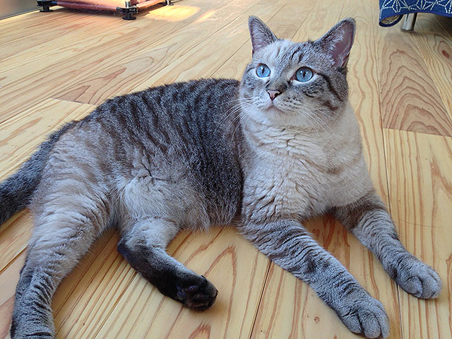 猫