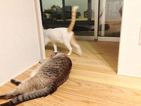 猫と住むプロジェクトの一番大事なコンセプトだった場所【中庭】