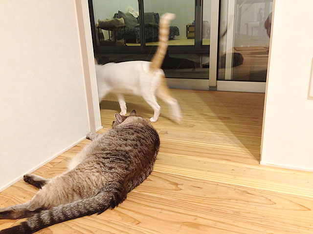 猫