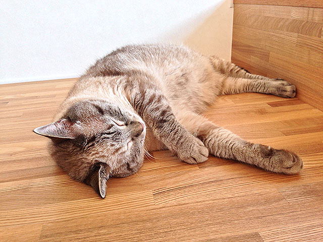 猫