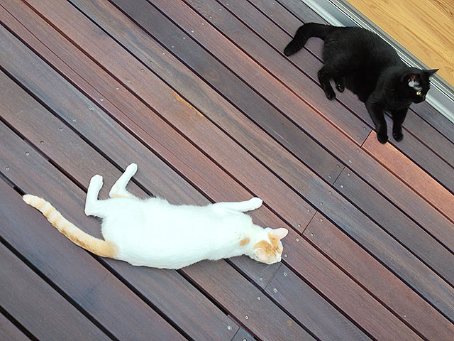 猫
