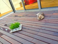 猫草