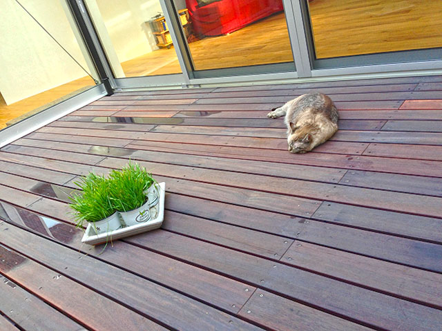 猫