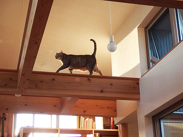 猫