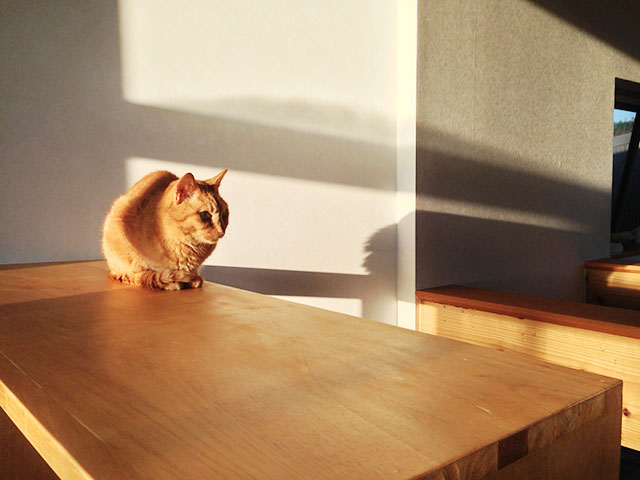 猫