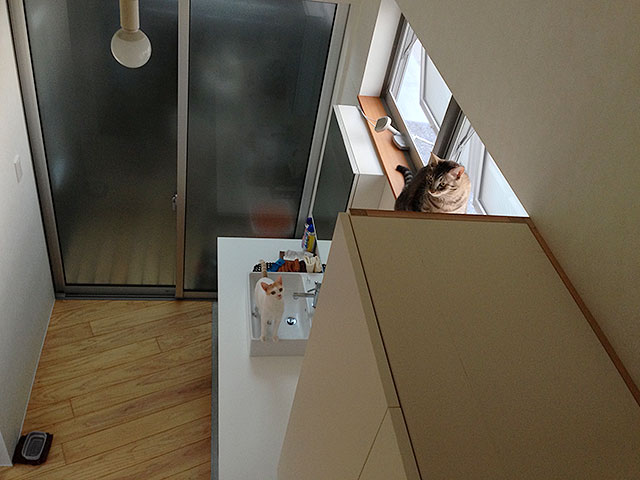 猫2匹