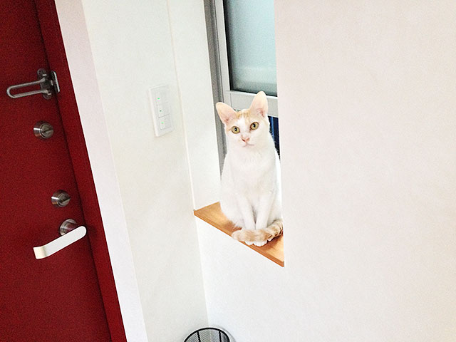 猫