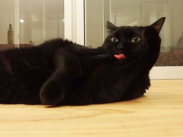 猫