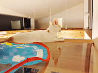 猫の肉球観察ポイント（アクリル板）