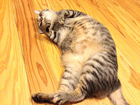 【動画】子猫は絶対的な可愛さです
