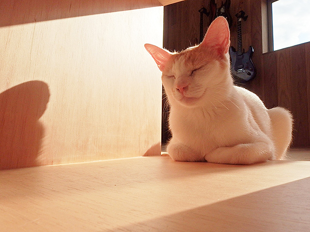 猫