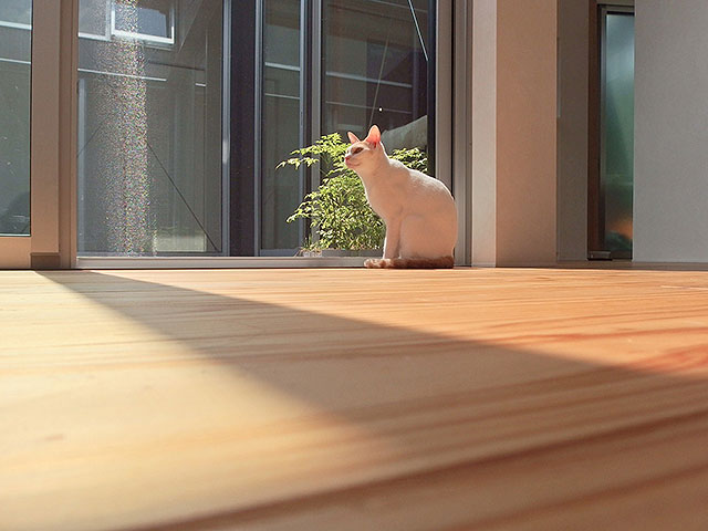 猫