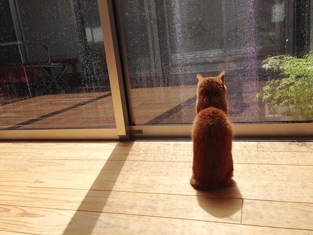 猫 中庭