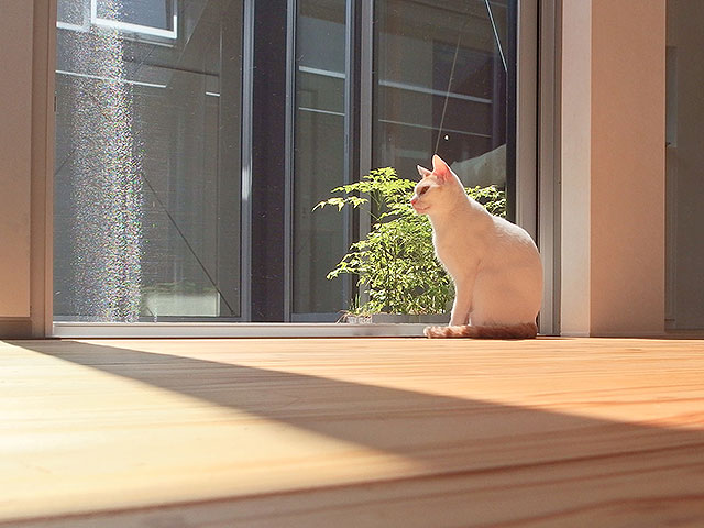 猫