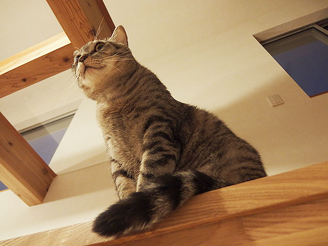猫