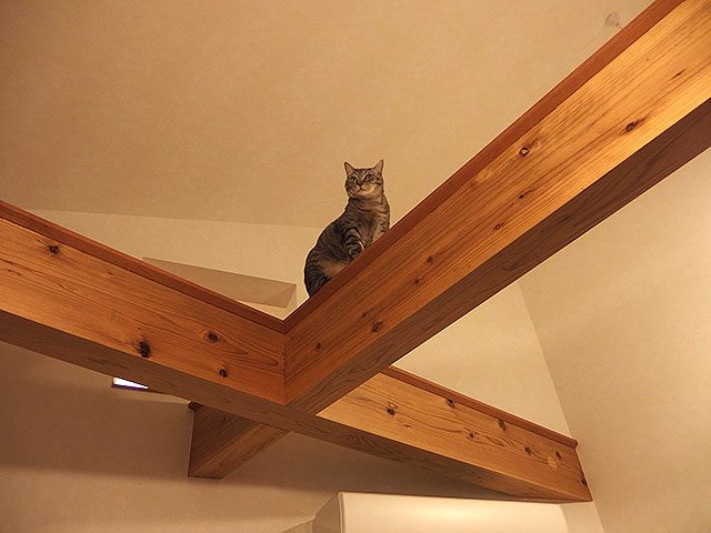 猫