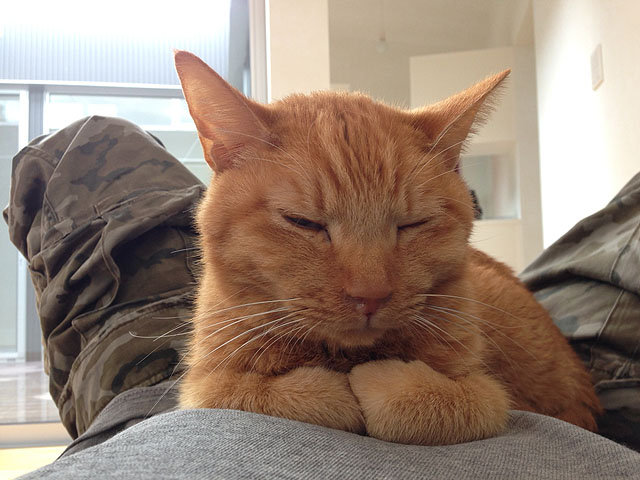 猫