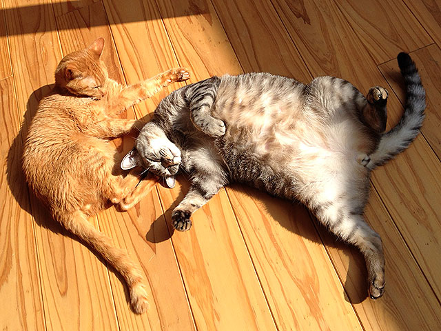 猫