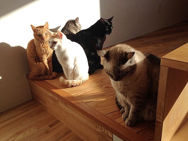 猫