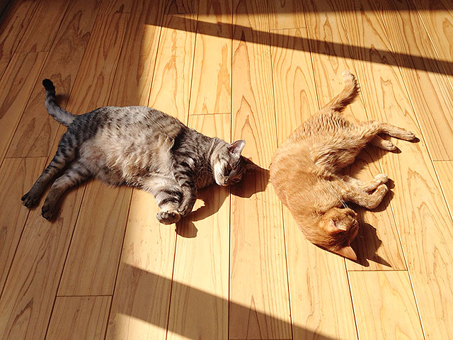 猫