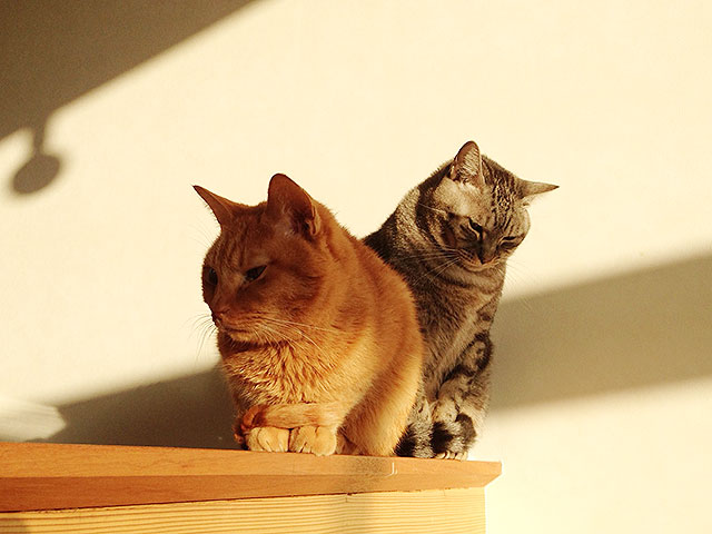 猫