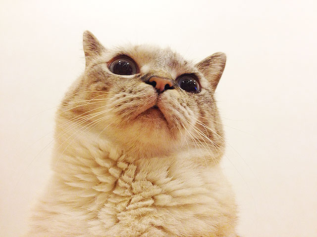 猫