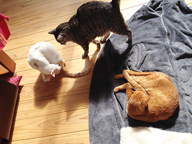 猫