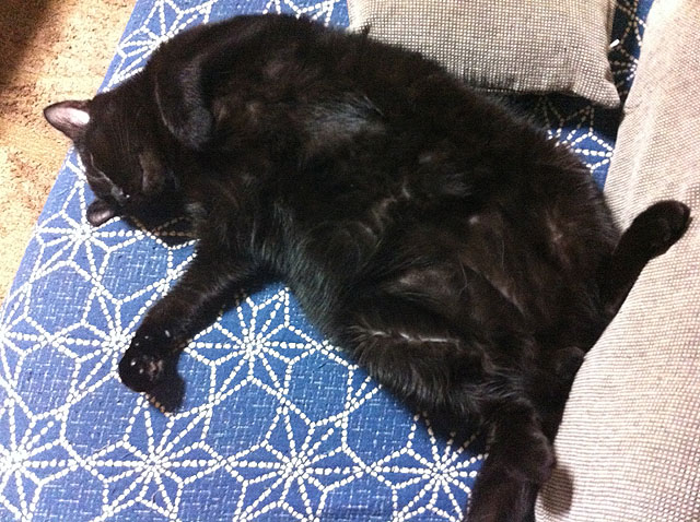 個性はそれぞれ、それを楽しむのが多頭飼いの醍醐味♪