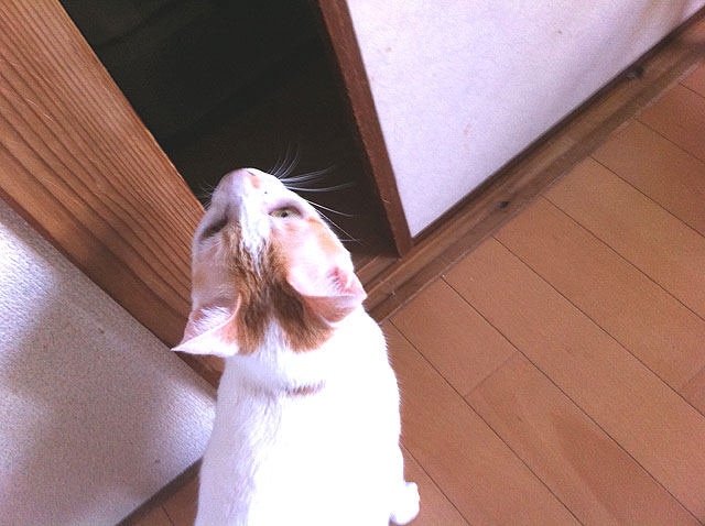 「延岡」ってどうよ?そんな感じ?どんな感じ?あんな感じ?