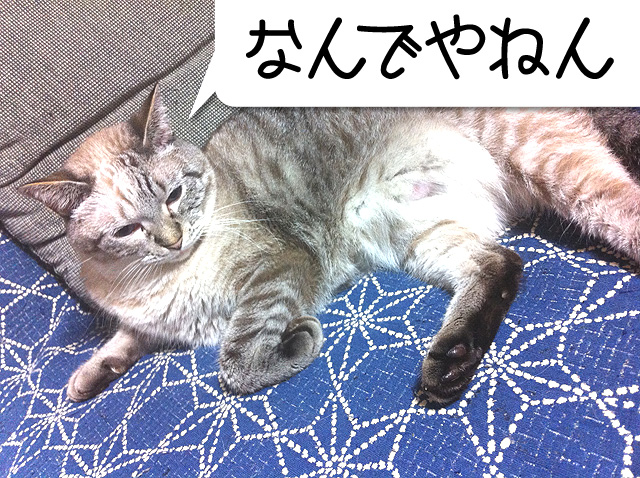 提案のようで…提案じゃない。なんでやねん(苦笑)