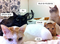 猫だまりベッド編 2012