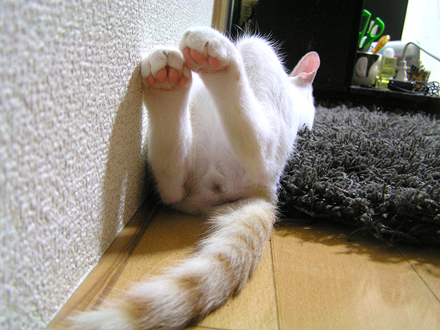 みやchanにお引っ越し♪してきました♪