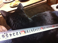 数字に強い妻。雰囲気やノリで決める私。