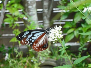 珍しい色の蝶。