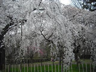 京都の桜。