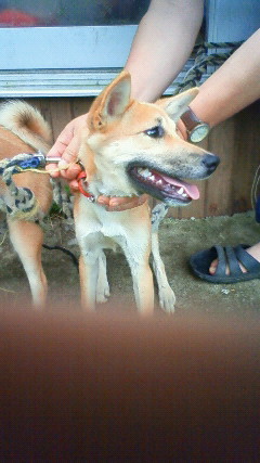 小犬と皮膚病の犬