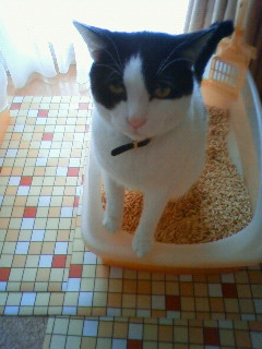 猫たちの連休